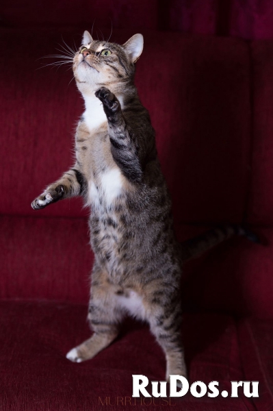 Кошечка ищет семью фотка