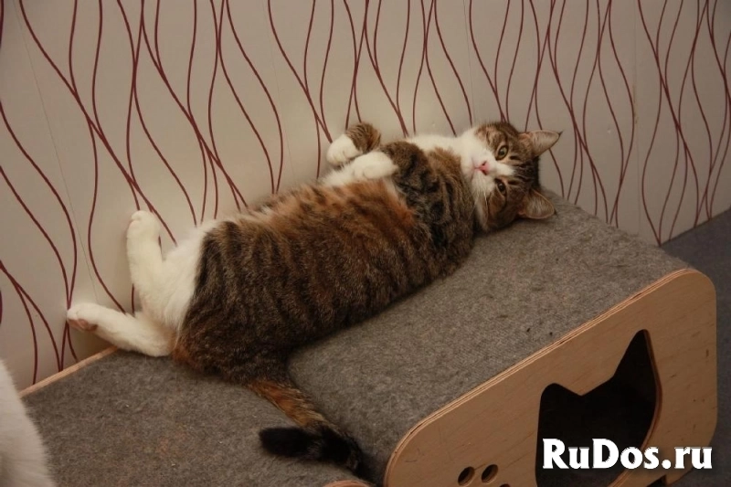 Милая кошечка Санта в добрые руки! изображение 7