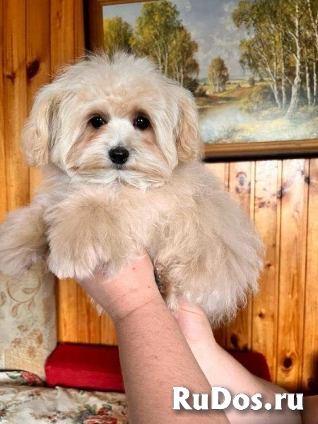 Щенки мальтипу f1 фотка