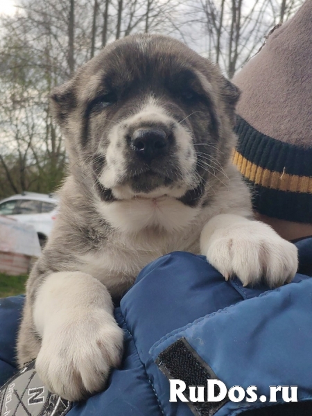 Породистые щенки САО (Алабай) изображение 6