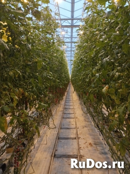 Требуются овощеводы в тепличный комплекс изображение 4