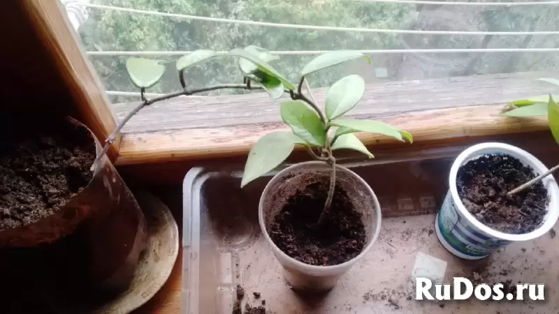 , купить растения изображение 3