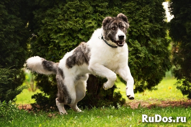 Кавказский волкодав в добрые руки. изображение 4
