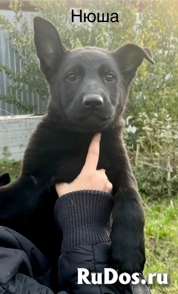 Щенки немецкой овчарки фотка