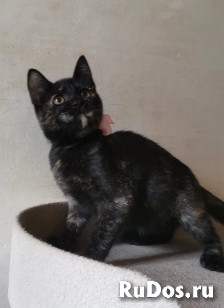 Ласковая 4 мес малышка Шуня в добрые руки изображение 6