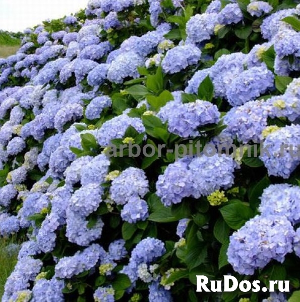 Саженцы гортензий в Москве, купить гортензии в горшках (ЗКС) в п изображение 6