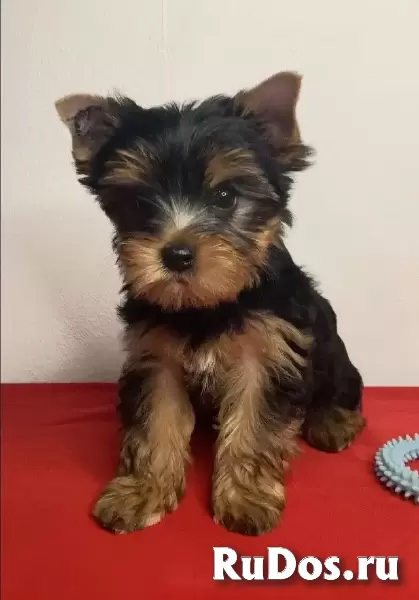 Йоркширский терьер мини, есть доставка изображение 4