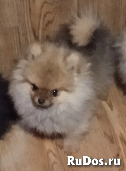 Шпицы мини и малые, щенки 2-6 месяцев изображение 3