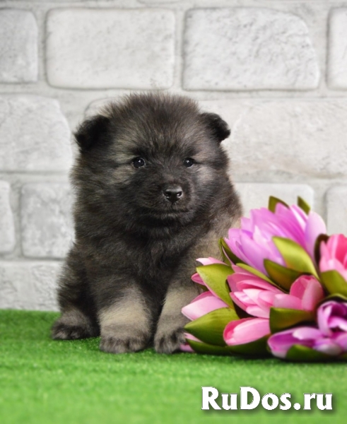 Щенки Кеесхонда (Вольфшпиц) изображение 3