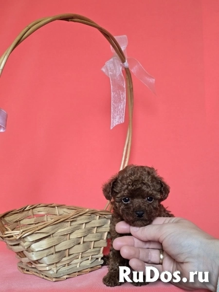 Красный карликовый пудель изображение 6