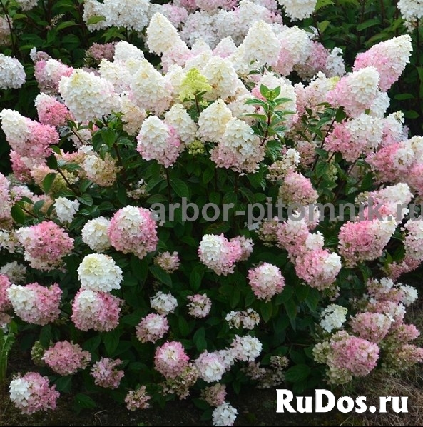 Саженцы гортензий в Москве, купить гортензии в горшках (ЗКС) в п изображение 8