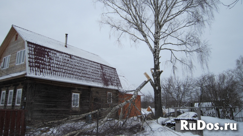 Спил деревьев Кронирование Корчевание изображение 4