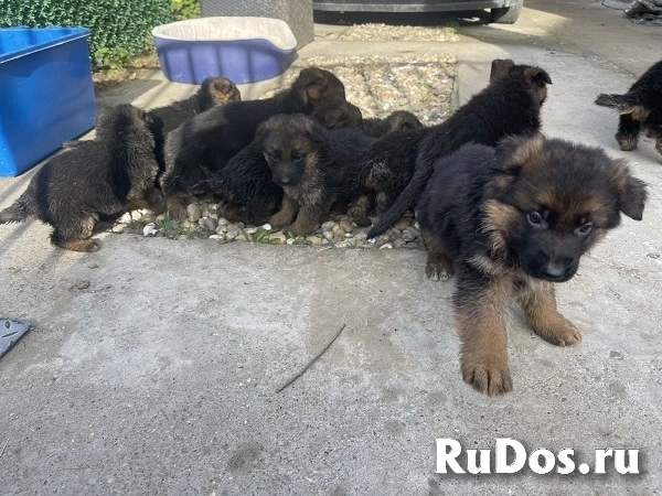 Немецкая овчарка изображение 3