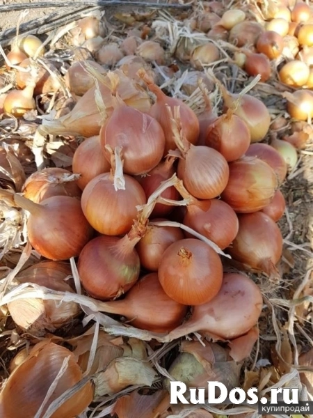 лук репчатый оптом фото