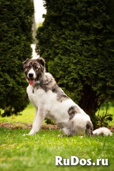 Кавказский волкодав в добрые руки. изображение 8