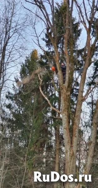 Спил деревьев изображение 10