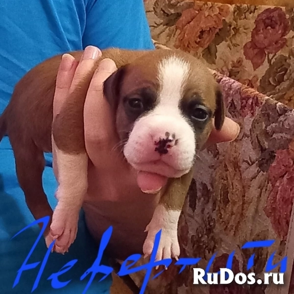 Чудесные мальчики и девочки аст бронь изображение 3