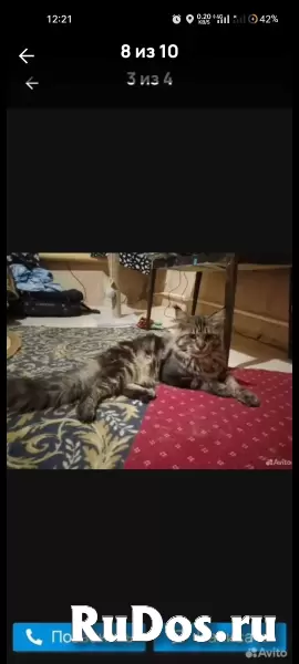 котята породы мейн-кун изображение 12