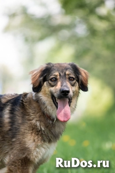 Чудесная собака Мила ищет семью. фото