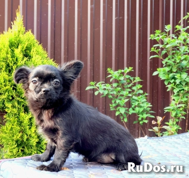 Милые мальчики мини и мелкий стандарт Чихуахуа изображение 8