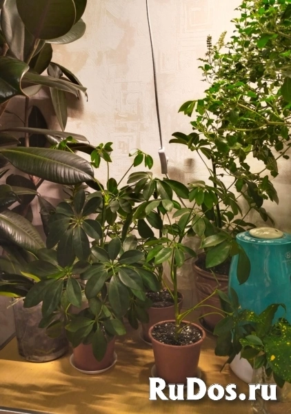 , купить растения фото