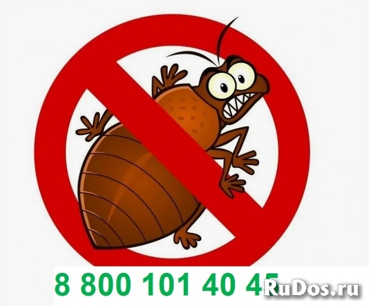 Уничтожение  клопов фотка