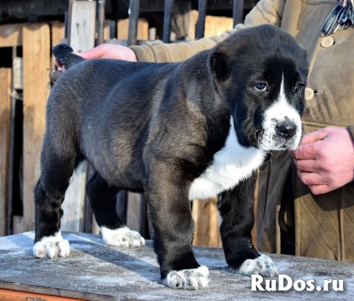 Породные щенки Алабая (САО) изображение 8