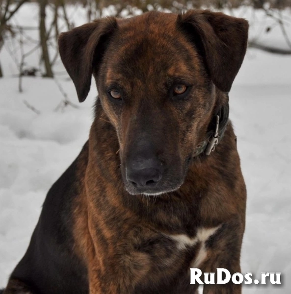 Эрик компаньон-интеллигент ищет семью! фото