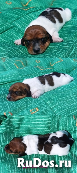 Кроличья и мини такса. Щенки из питомника фотка