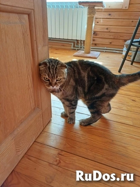 ## Внимание! Срочно ищет дом чудесный котик Ричард! изображение 6