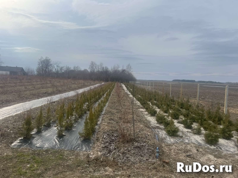 Продается ЛПХ, земля засажена голубикой и туями изображение 9