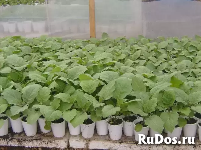 Продаю рассаду овощей изображение 4