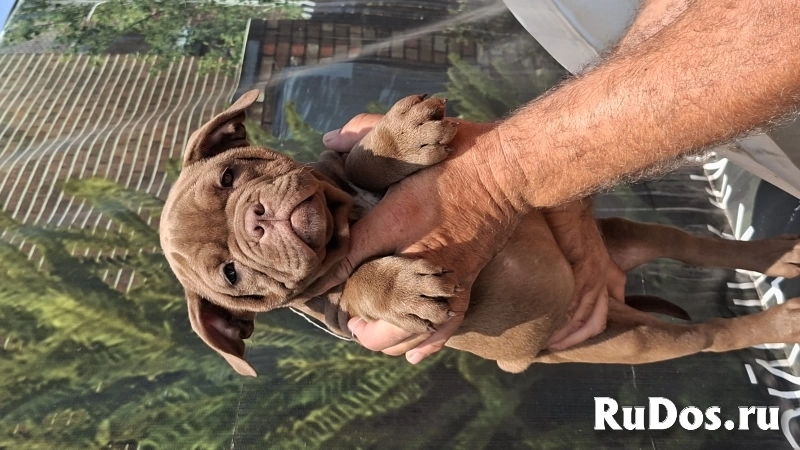 ЩЕНКИ Булли изображение 5