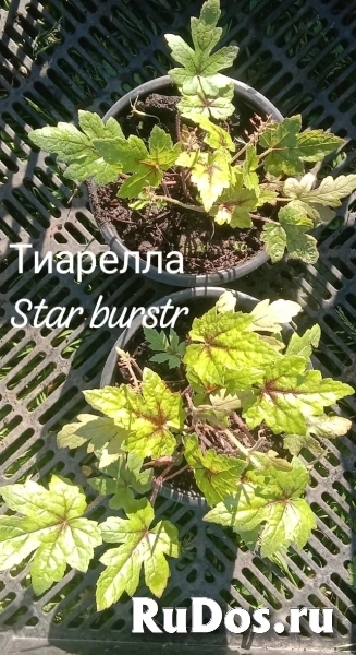 , купить растения изображение 6