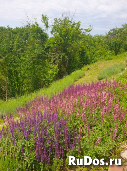 Участок 9 соток с домиком, с ремонтом изображение 7