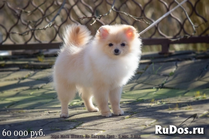 Супер шпицы для Вас! изображение 4