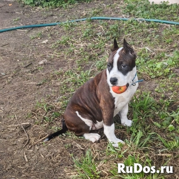 Красивая девочка Амстаффтерьера ркф изображение 5