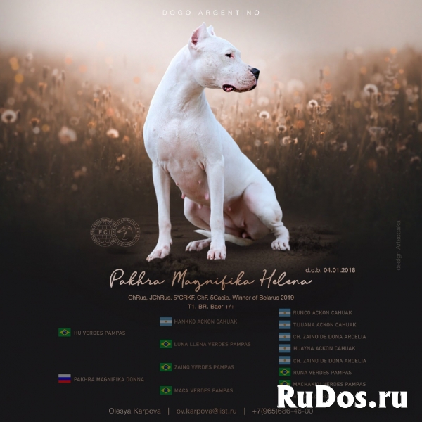 Щенки Аргентинского дога фотка