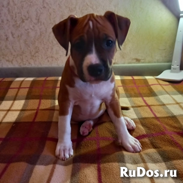 Рыжие  девочки Амстаффтерьера ркф изображение 8