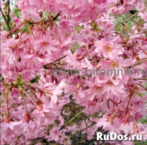 Сакура (вишня японская декоративная) в горшках для посадки купить изображение 8