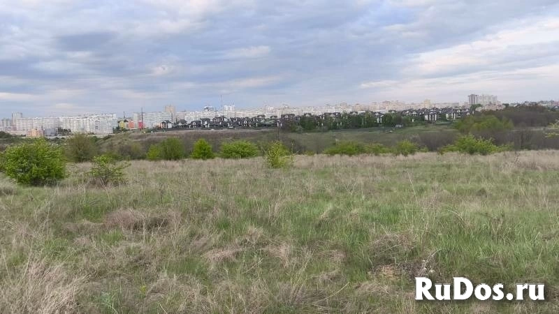 Дубовое изображение 8