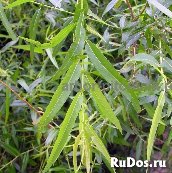 , купить растения изображение 12