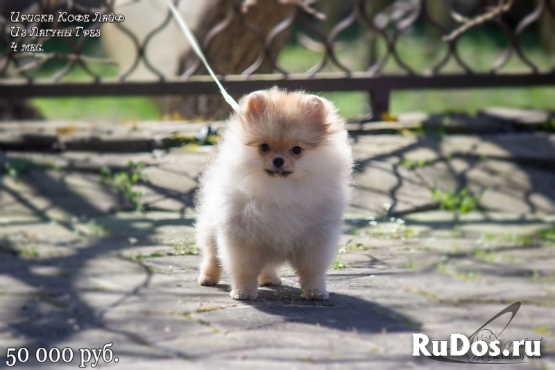 Супер шпицы для Вас! фото