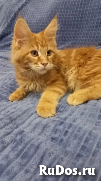 Котята Мейн-Кун (девочки и мальчик) изображение 4