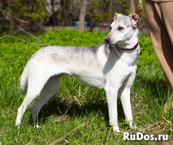 Северная красавица Луна в добрые руки изображение 8