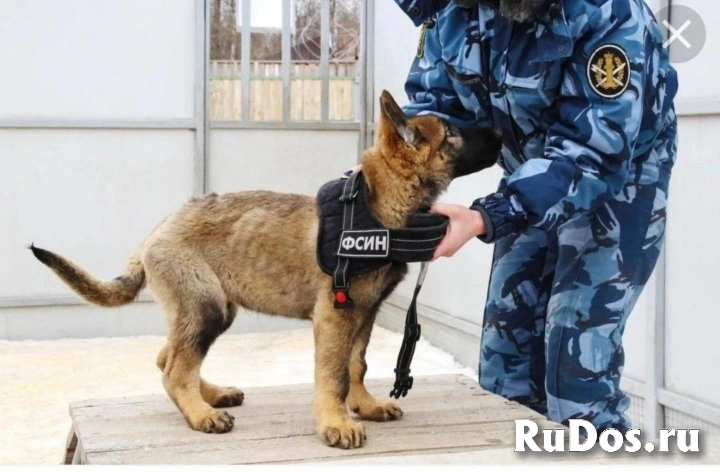 Приглашаются на службу изображение 4