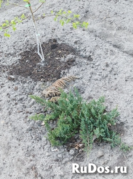 , купить растения изображение 3