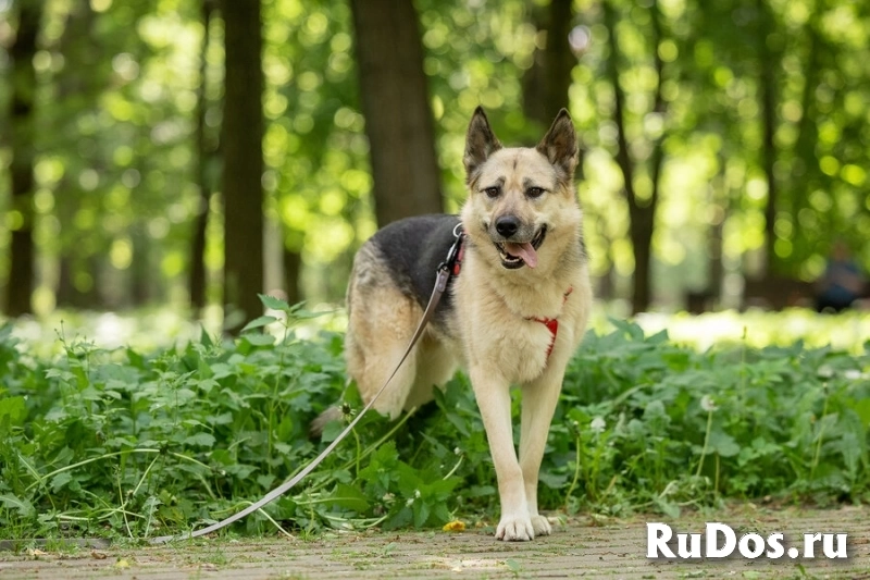 Пеппи ищет дом. И ждёт его всей душой. изображение 6