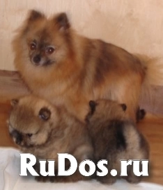 Шпицы мини и малые, щенки 2-6 месяцев фотка