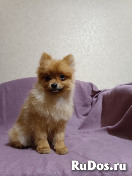 Щенки Померанского шпица изображение 7